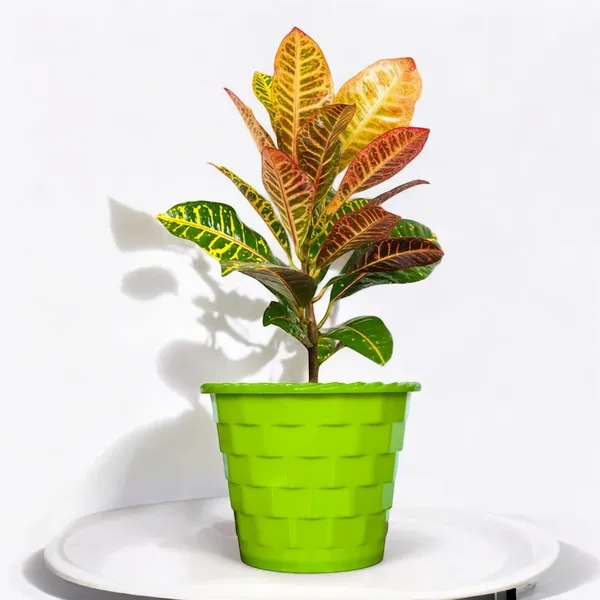 Croton_Petra_Plant_With_Pot