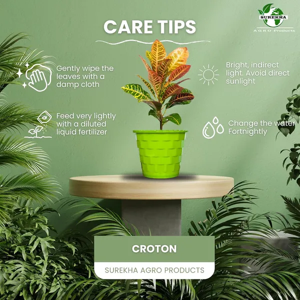 Croton_Petra_Plant_With_Pot