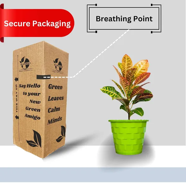 Croton_Petra_Plant_With_Pot