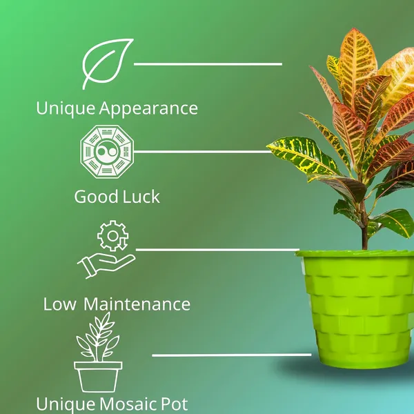 Croton_Petra_Plant_With_Pot