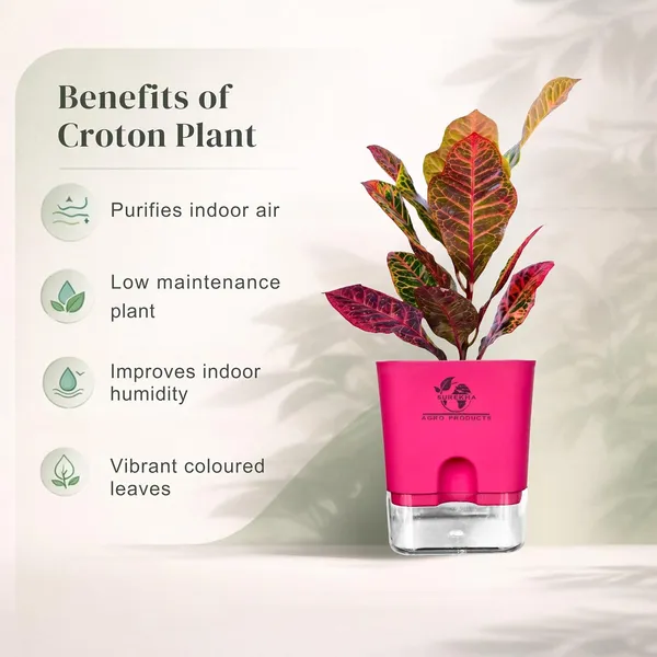 Croton_Petra_Plant_With_Self_Watering_Pot