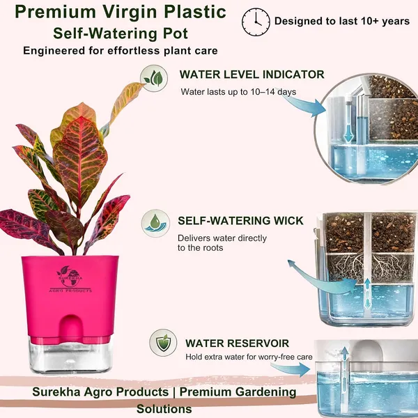 Croton_Petra_Plant_With_Self_Watering_Pot