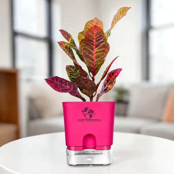 Croton_Petra_Plant_With_Self_Watering_Pot