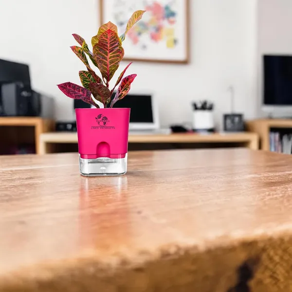 Croton_Petra_Plant_With_Self_Watering_Pot