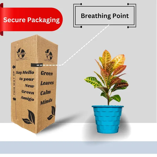 Croton_Petra_Plant_With_Self_Watering_Pot