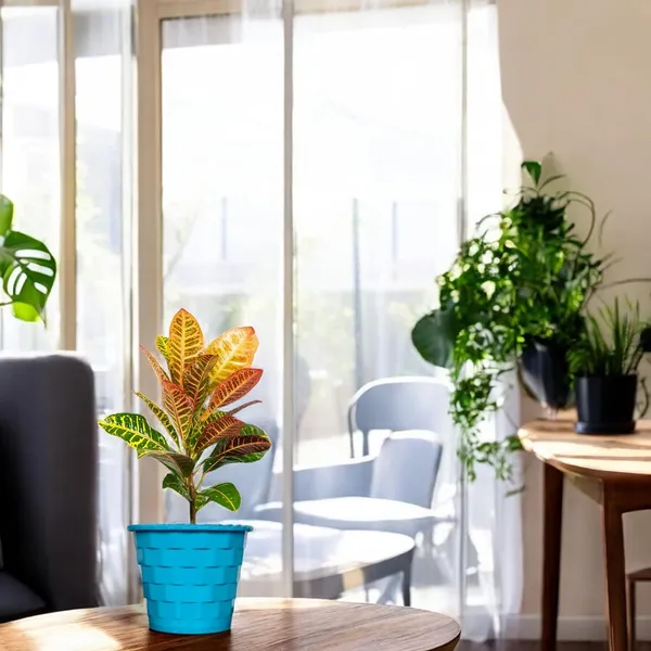 Croton_Petra_Plant_With_Self_Watering_Pot