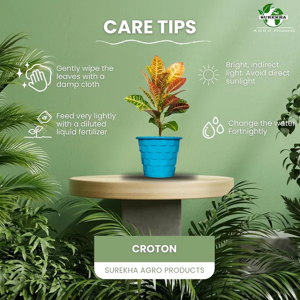 Croton_Petra_Plant_With_Self_Watering_Pot