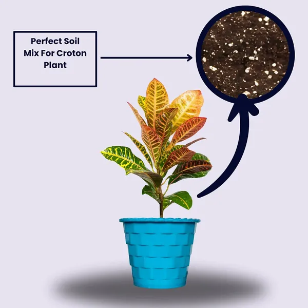Croton_Petra_Plant_With_Self_Watering_Pot