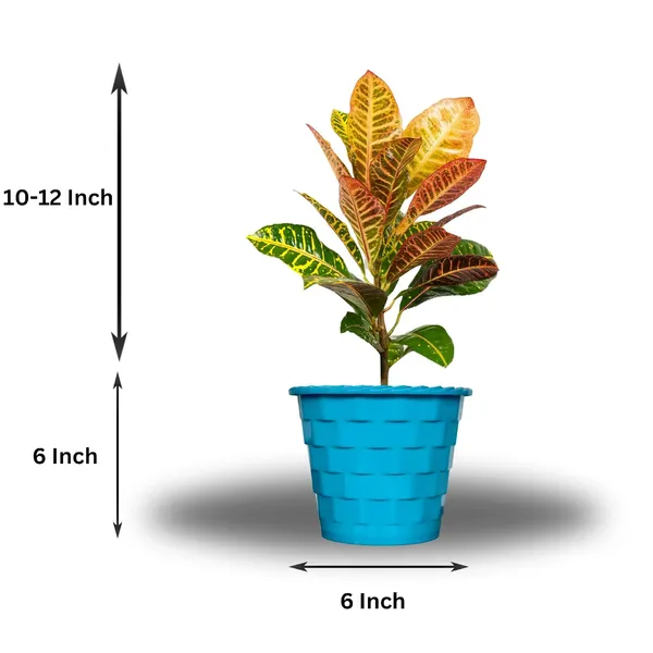 Croton_Petra_Plant_With_Self_Watering_Pot