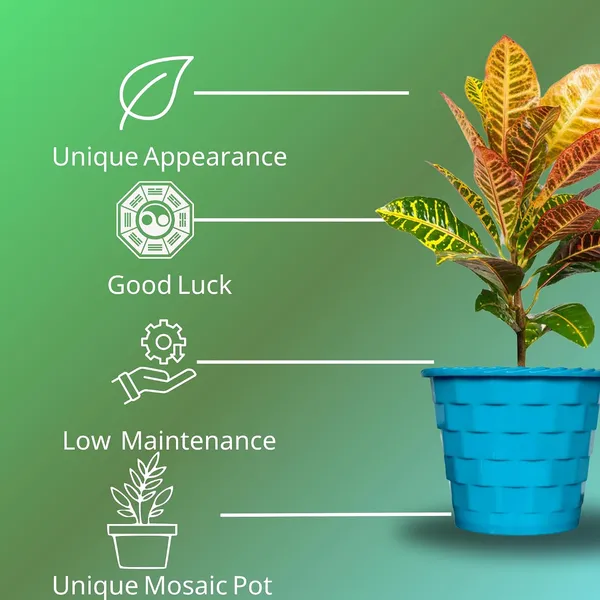 Croton_Petra_Plant_With_Self_Watering_Pot