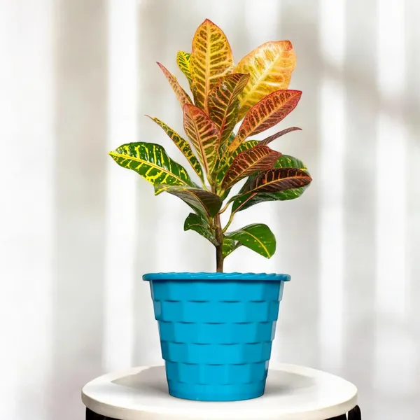 Croton_Petra_Plant_With_Self_Watering_Pot