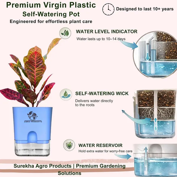 Croton_Petra_With_Self_Watering_Pot