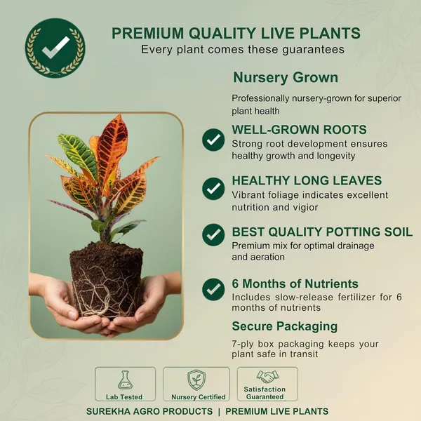 Croton_Petra_With_Self_Watering_Pot
