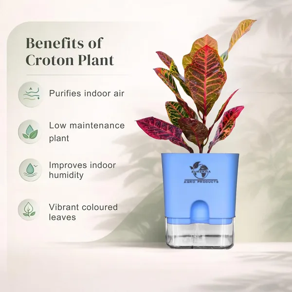 Croton_Petra_With_Self_Watering_Pot