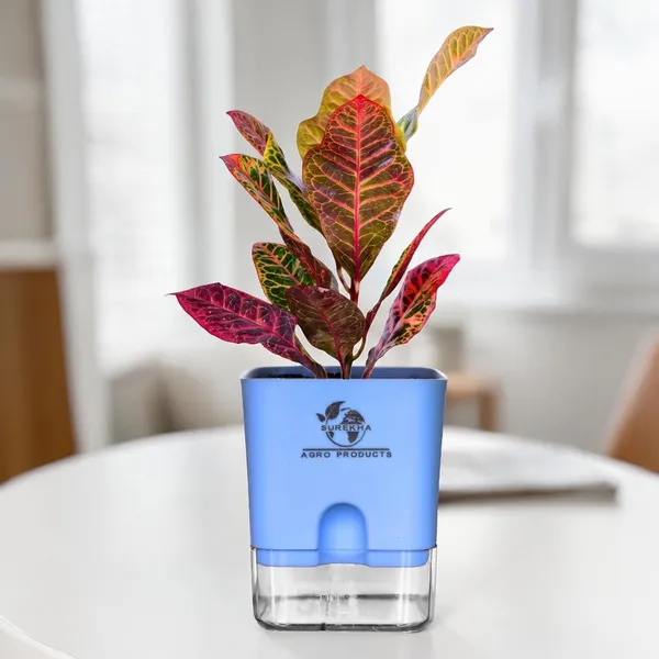 Croton_Petra_With_Self_Watering_Pot
