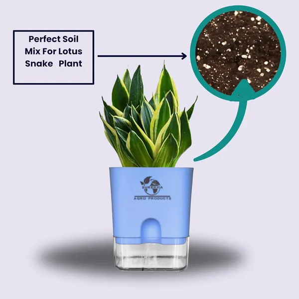 Snake_Plant_(Sansevieria_Golden_Hahnii)_With_Self_Watering_Pot