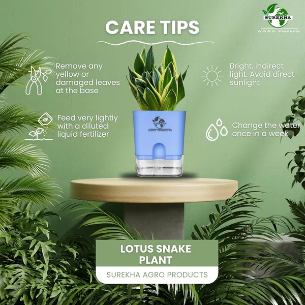 Snake_Plant_(Sansevieria_Golden_Hahnii)_With_Self_Watering_Pot
