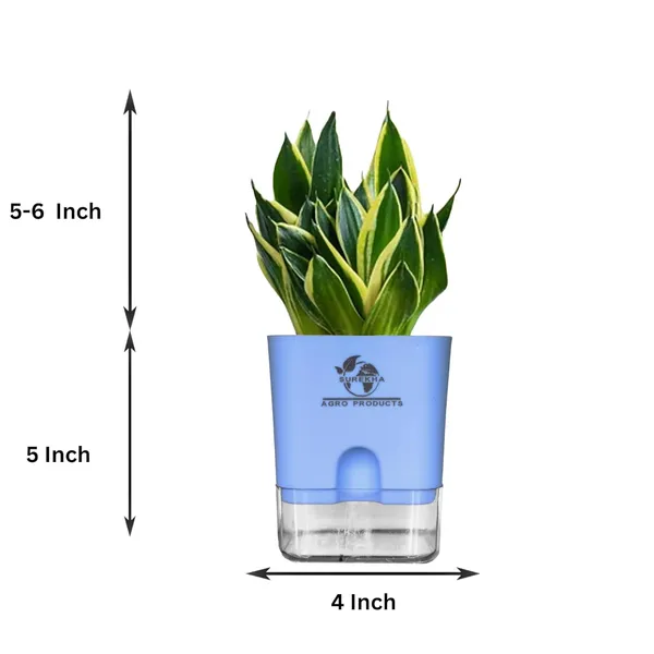 Snake_Plant_(Sansevieria_Golden_Hahnii)_With_Self_Watering_Pot
