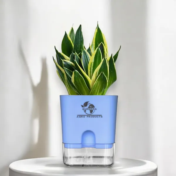 Snake_Plant_(Sansevieria_Golden_Hahnii)_With_Self_Watering_Pot