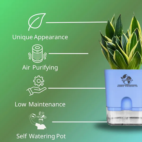Snake_Plant_(Sansevieria_Golden_Hahnii)_With_Self_Watering_Pot