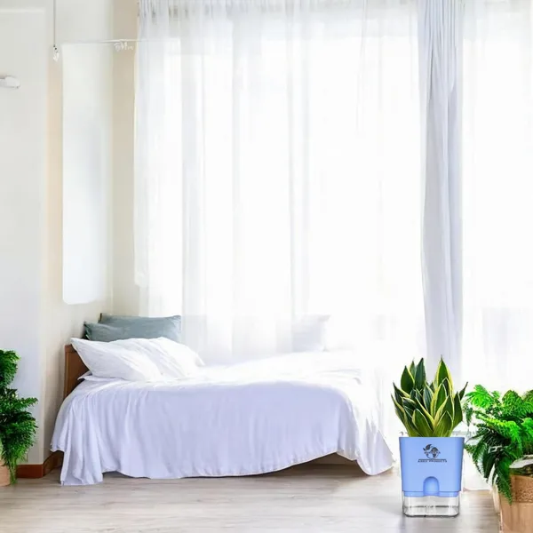 Snake_Plant_(Sansevieria_Golden_Hahnii)_With_Self_Watering_Pot