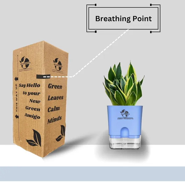Snake_Plant_(Sansevieria_Golden_Hahnii)_With_Self_Watering_Pot
