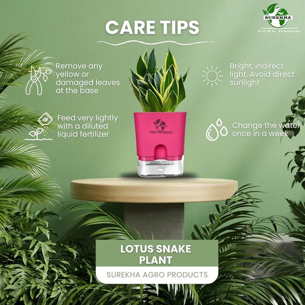 Snake_Plant(Golden_Hahnii)_With_Self_Watering_Pot