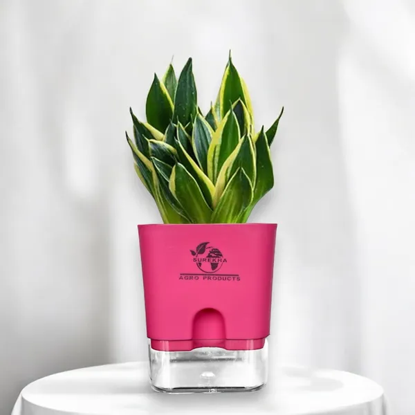Snake_Plant(Golden_Hahnii)_With_Self_Watering_Pot