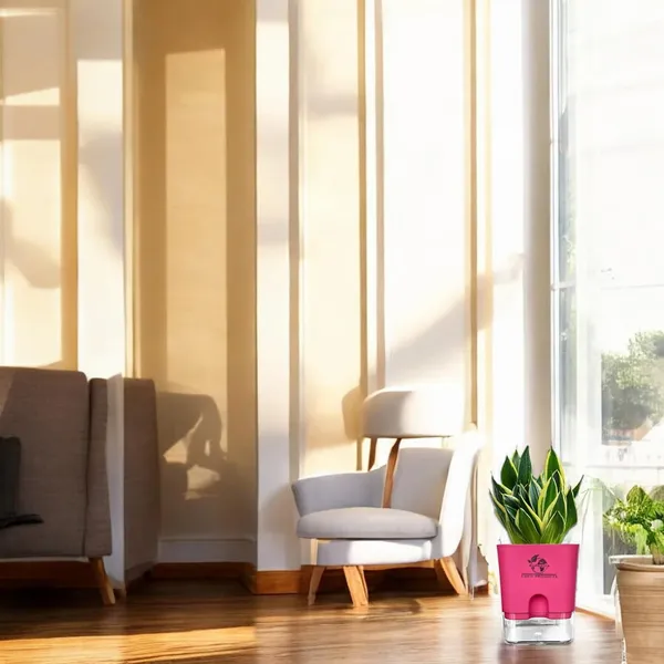 Snake_Plant(Golden_Hahnii)_With_Self_Watering_Pot