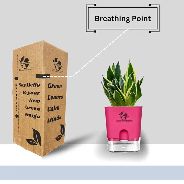 Snake_Plant(Golden_Hahnii)_With_Self_Watering_Pot