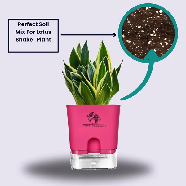 Snake_Plant(Golden_Hahnii)_With_Self_Watering_Pot