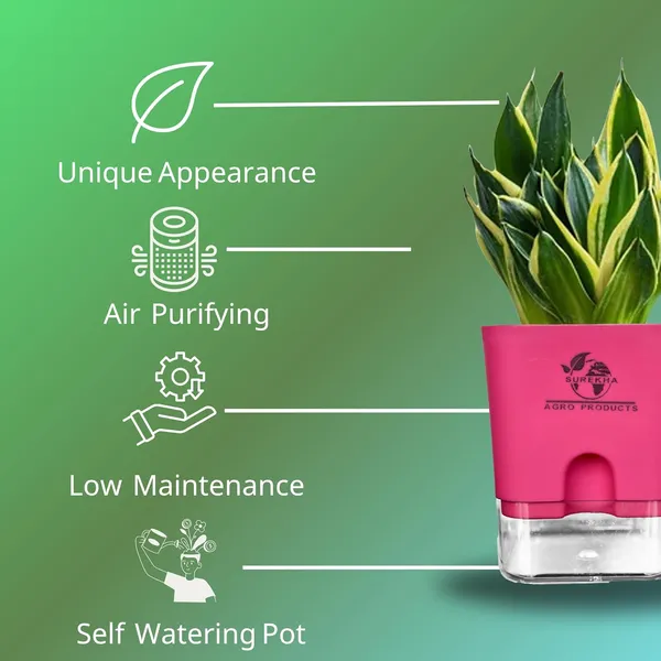 Snake_Plant(Golden_Hahnii)_With_Self_Watering_Pot