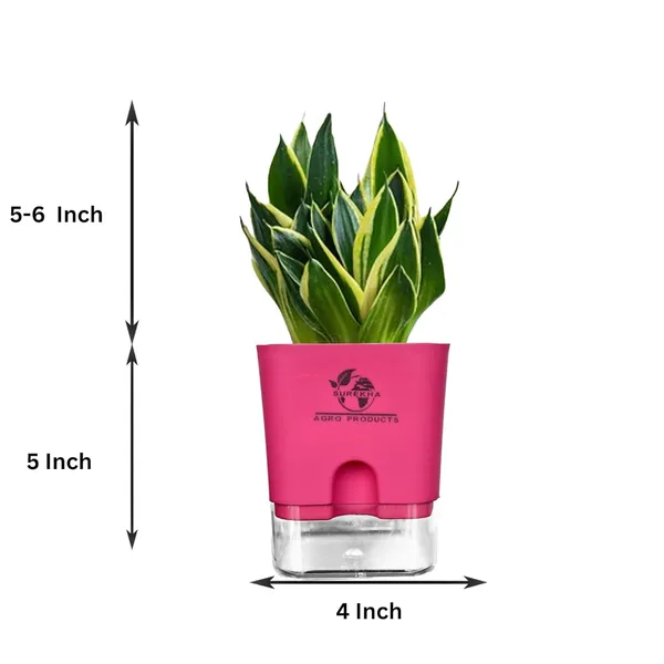 Snake_Plant(Golden_Hahnii)_With_Self_Watering_Pot