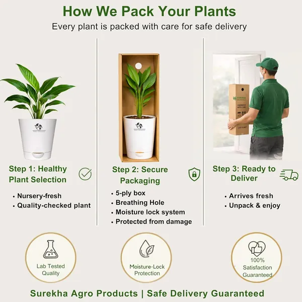 Peace_Lily_Plant_With_Self_Watering_Pot