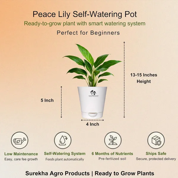 Peace_Lily_Plant_With_Self_Watering_Pot