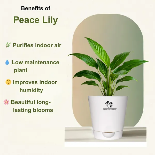 Peace_Lily_Plant_With_Self_Watering_Pot