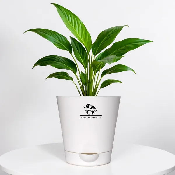 Peace_Lily_Plant_With_Self_Watering_Pot