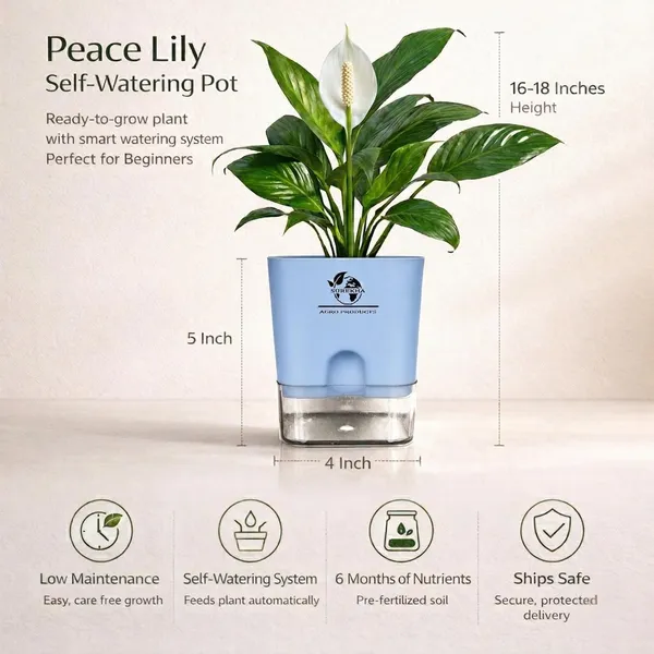Peace_Lily_Plant_In_Self_Watering_Pot