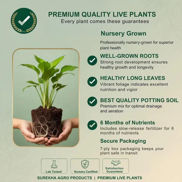 Peace_Lily_Plant_In_Self_Watering_Pot