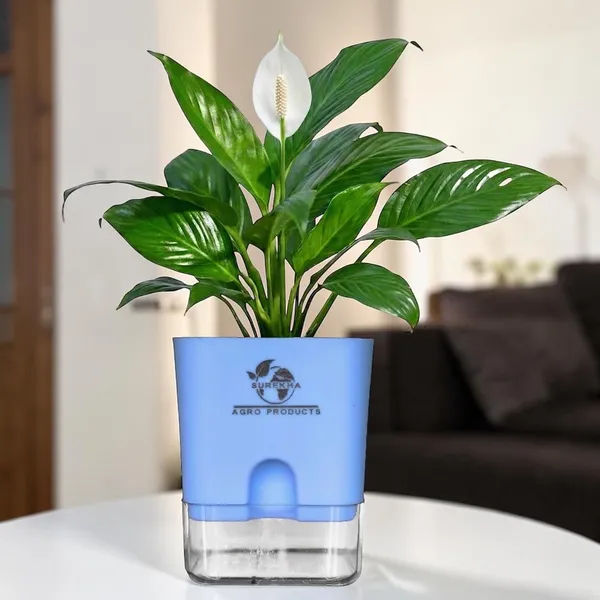Peace_Lily_Plant_In_Self_Watering_Pot