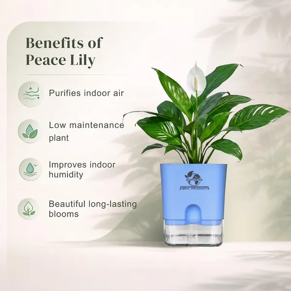 Peace_Lily_Plant_In_Self_Watering_Pot