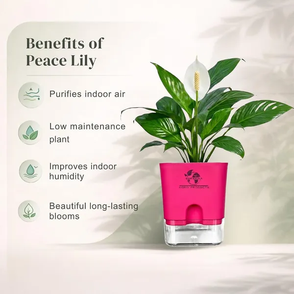 Peace_Lily_Plant_In_Self_Watering_Pot
