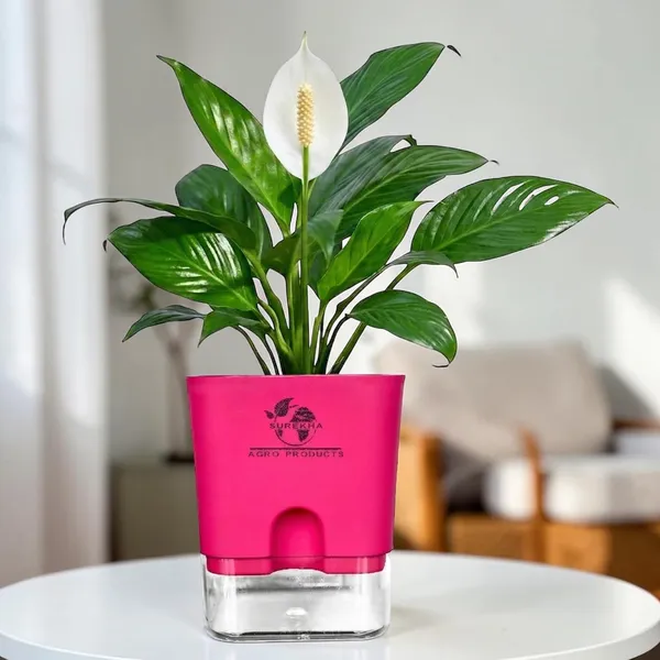 Peace_Lily_Plant_In_Self_Watering_Pot
