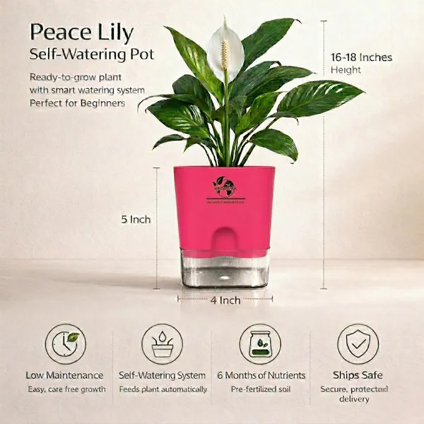Peace_Lily_Plant_In_Self_Watering_Pot