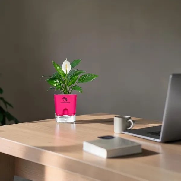 Peace_Lily_Plant_In_Self_Watering_Pot