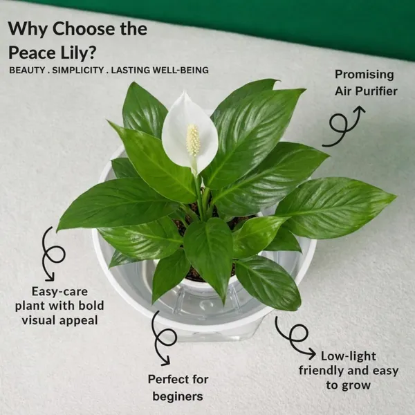 Peace_Lily_Plant_In_Self_Watering_Pot