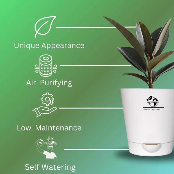 Rubber_Plant_With_Self_Watering_Pot