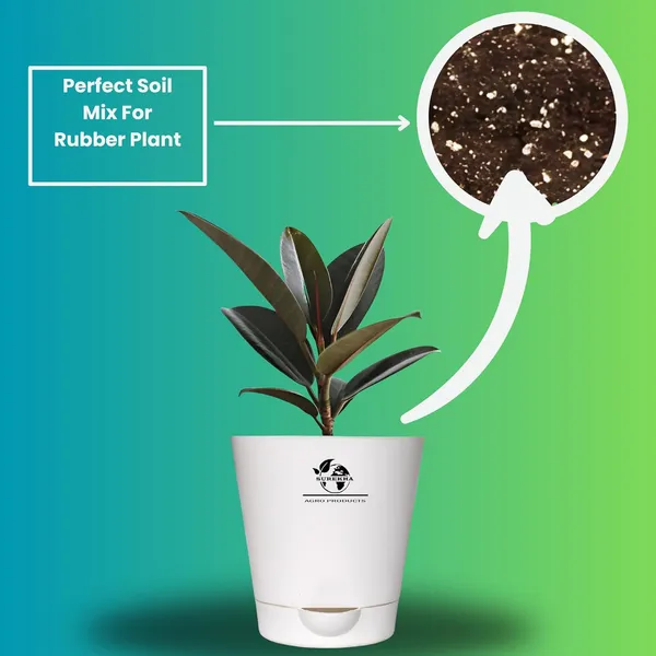Rubber_Plant_With_Self_Watering_Pot