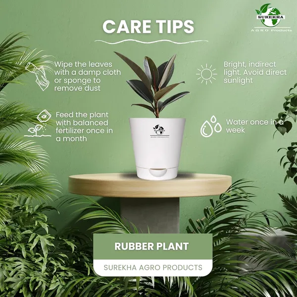 Rubber_Plant_With_Self_Watering_Pot