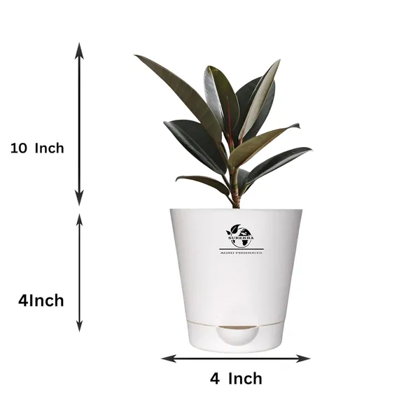 Rubber_Plant_With_Self_Watering_Pot